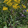 Ohio Goldenrod