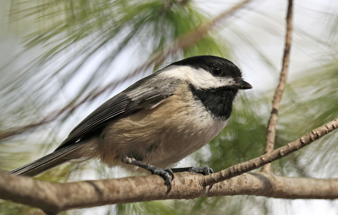 Interesting Facts About Carolina Chickadees You Probably Never Knew - Bird  Eden