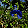 Dayflower