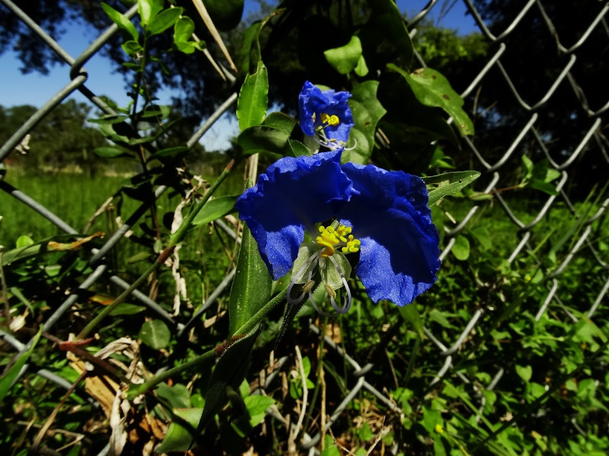 Dayflower