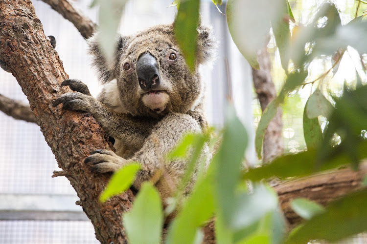 Purkunas the koala in the Taronga Zoo's Wildlife Hospital at Taronga Zoo on January 14 2020 in Sydney, Australia. Picture: GETTY IMAGES/JENNY EVANS