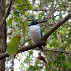 Collared Kingfisher