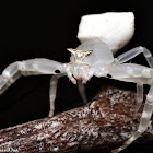 Spectacular Crab Spider