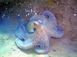 Image result for beautiful octopus