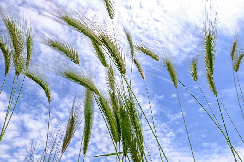 Soffia il vento... di Domenico Cippitelli