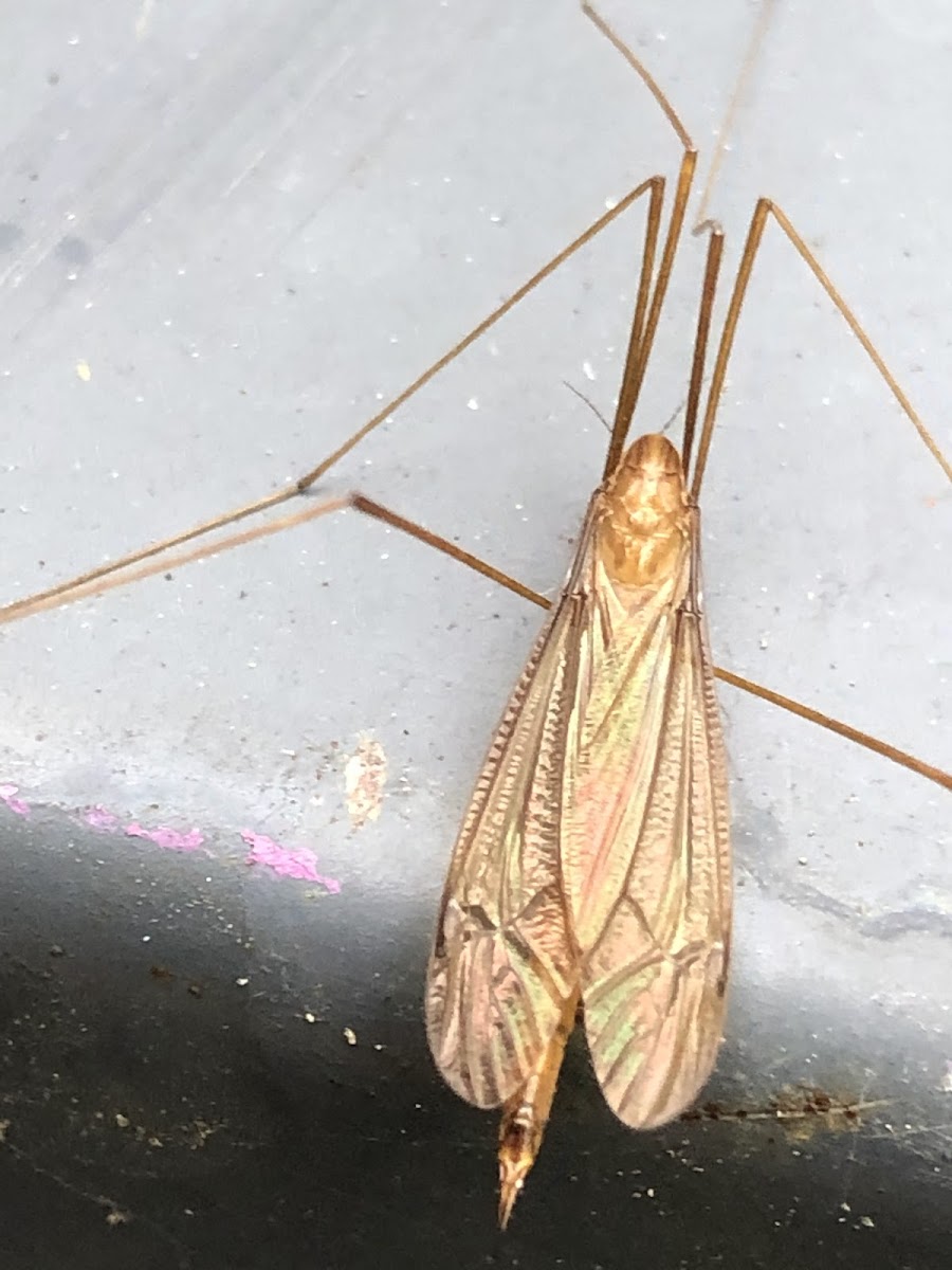 Marsh Crane Fly