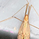 Marsh Crane Fly