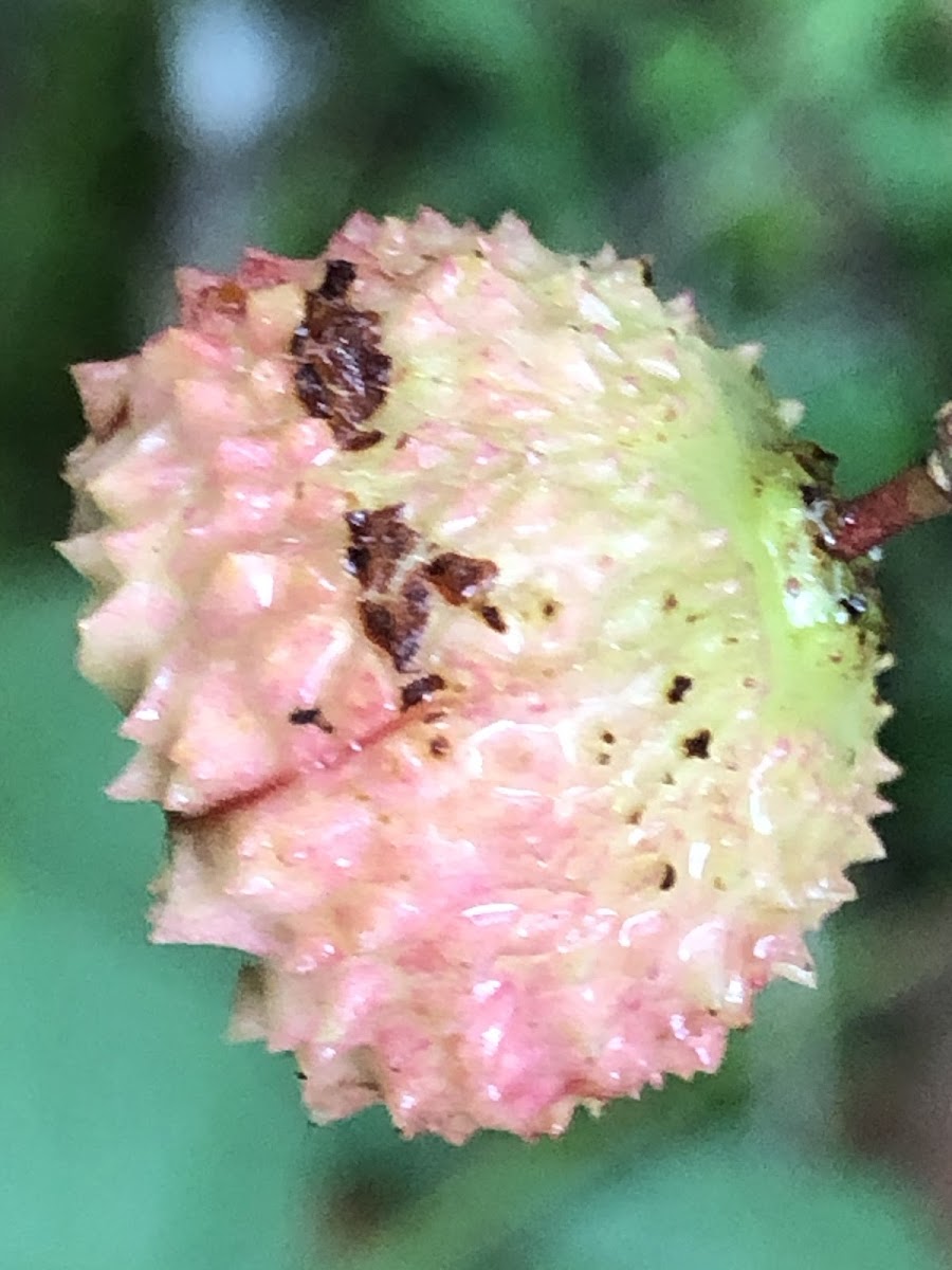 Strawberry Bush