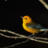 Golden Swamp Warbler (Prothonotary Warbler)