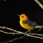 Golden Swamp Warbler (Prothonotary Warbler)