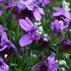 Moss Campion