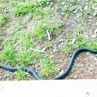 Eastern Rat Snake