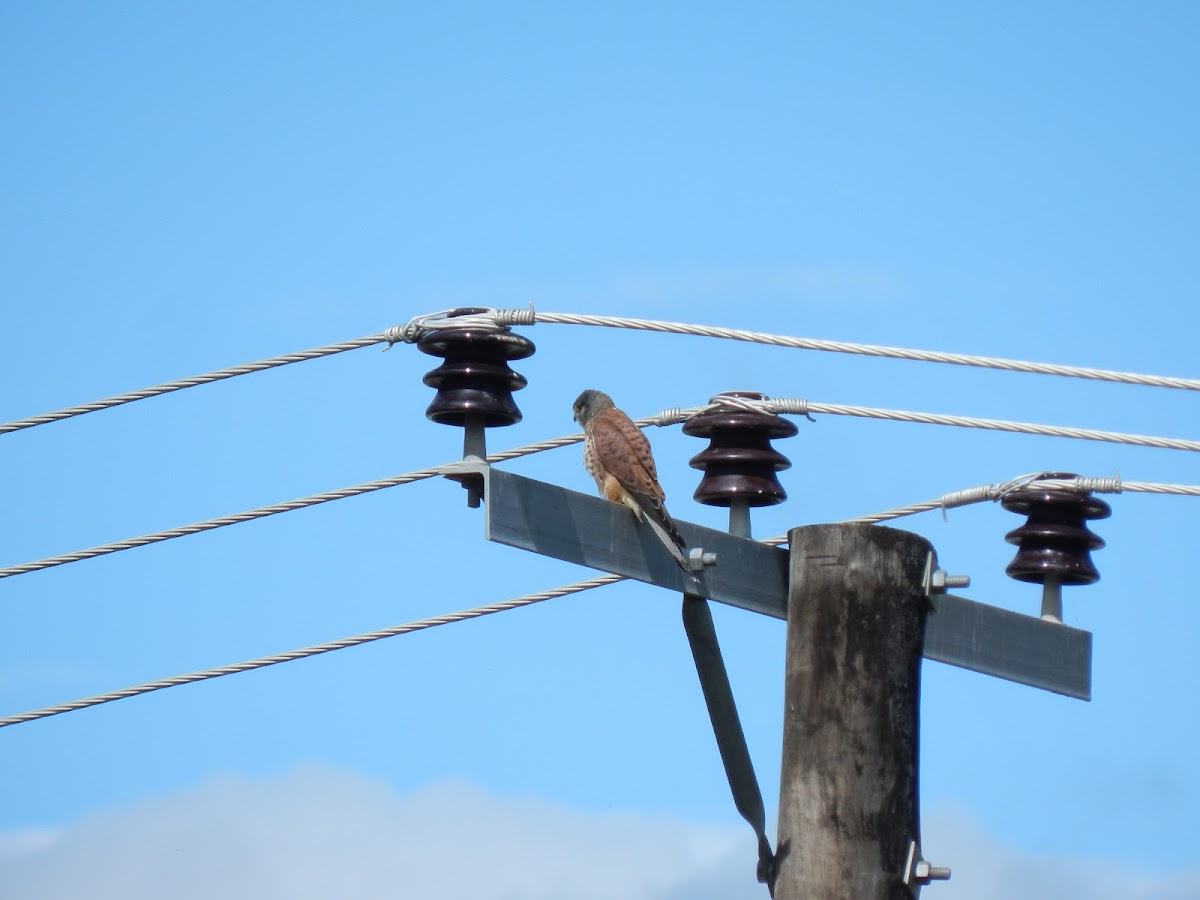 Eurasian Kestral