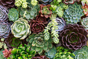 Succulents are the biggest trend at the moment.