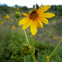 Un timido fiore giallo di 