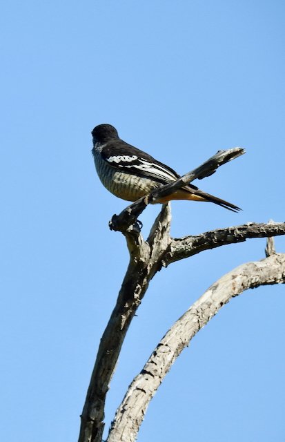 Cuckoo Shrike