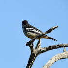 Cuckoo Shrike