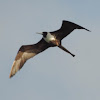 Magnificent Frigatebird