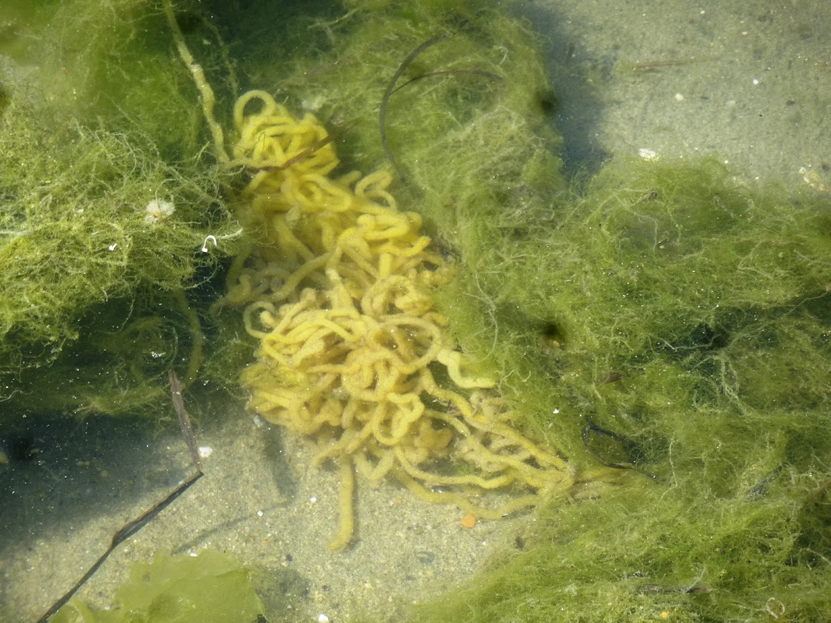 Sea hare eggs