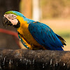 Arara-canindé(Blue-and-yellow Macaw)