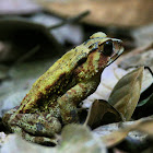 Duttaphyrnus Toad