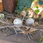 Laughing Dove Nest with Eggs