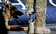 Dogs can help soldiers suffering from physical and mental injury.