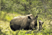 Patrick Nkuna was arrested in the Kruger National Park in 2015 and sentenced to 33 years in prison.