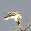 White-tailed Kite (immature)