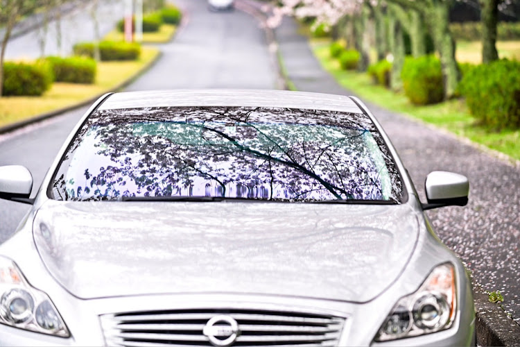 スカイラインクーペのサクラと愛車・雨と桜と愛車・discover＿ctに関するカスタム事例の投稿画像2枚目