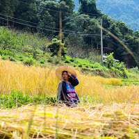 Risaie Thailandesi di 