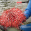 Red Sea Urchin