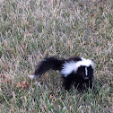 Striped skunk