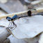 Spotwinged Threadtail