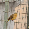 Weaver Bird