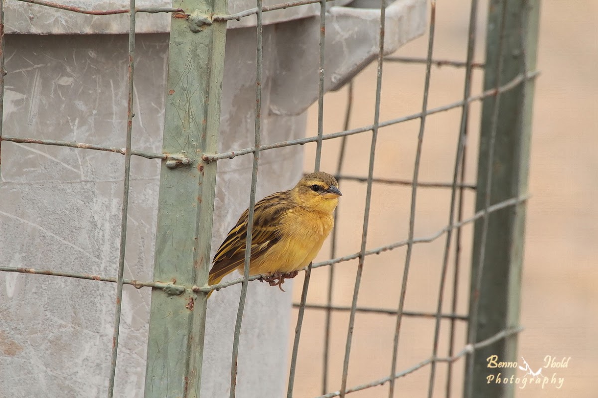 Weaver Bird