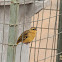 Weaver Bird