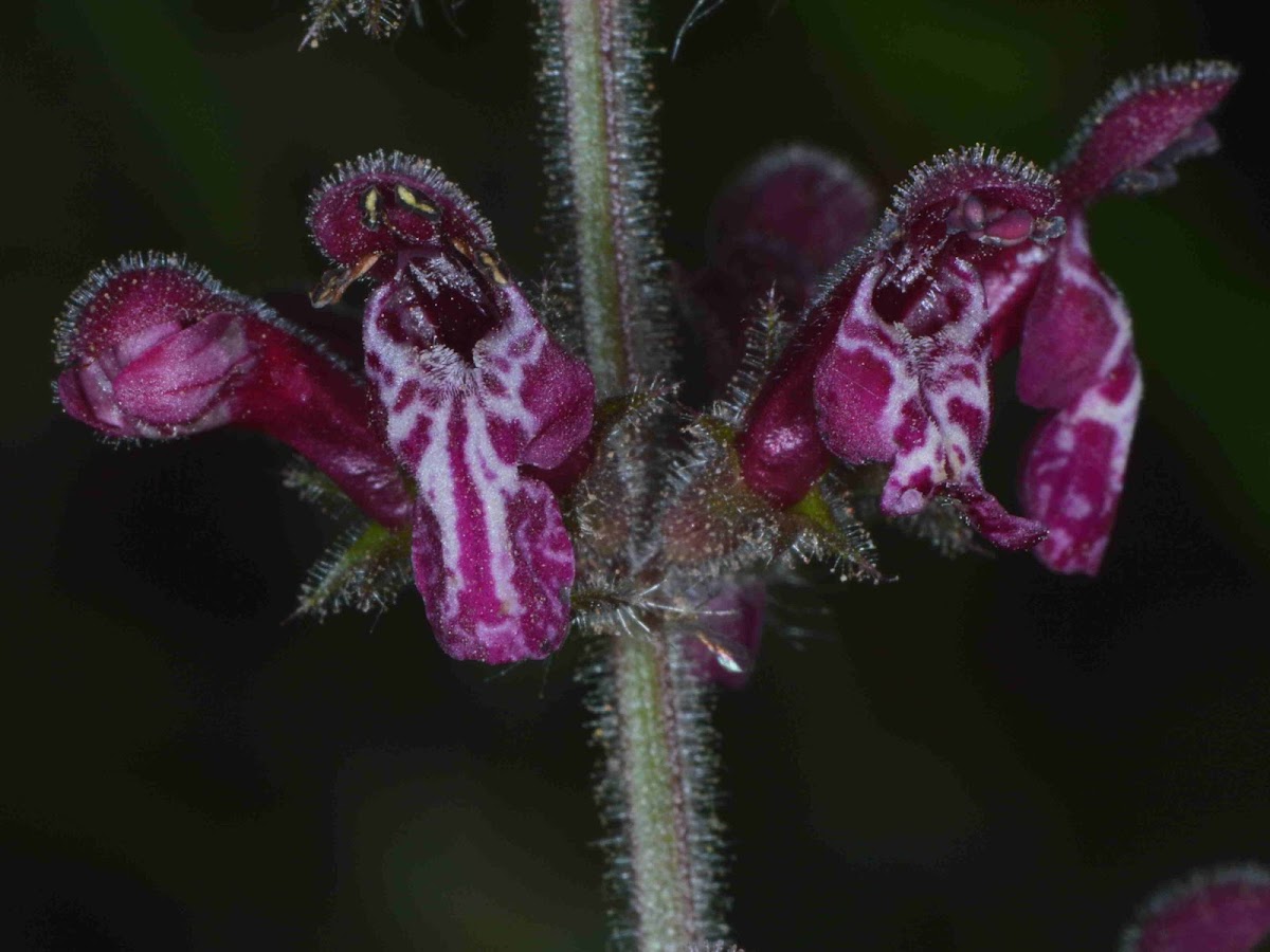 Hedge Woundwort