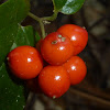 Sarsaparilla Vine