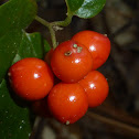 Sarsaparilla Vine