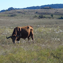 Texas Longhorn