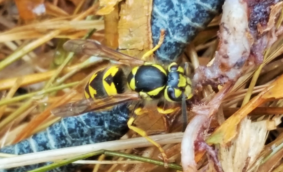 Western yellowjacket