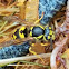 Western yellowjacket