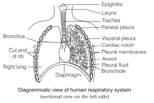 detailed lungs diagram