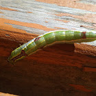 variable oakleaf caterpillar moth