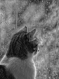 Image result for cats black and white photography outside