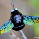 Carpenter bee