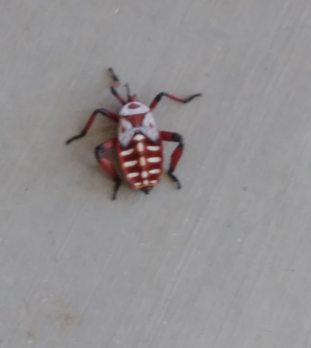 Giant Mesquite Bug Nymph