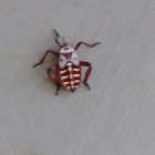 Giant Mesquite Bug Nymph