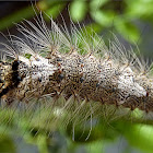 Tussock Moth